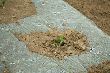 Green bean sprout growing in dusty dry soil - obrazy, fototapety, plakaty