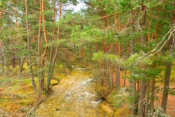 Eresma River, Scot Pine Forest, Sierra de Guadarrama National Park, Segovia, Castile and Leon, Spain, Europe.