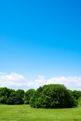 Grass fields and green forest with cloud and blue sky. Fresh air and beautiful natural landscape of meadow with clear sky on suny day in Spring or Summer. Vertical banner for environment ,Eco friendly