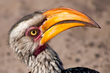 Redbilled hornbill, Tockus flavirostris, Chobe National Park, Kasane, Botswana, Africa