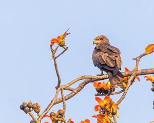 Black Kite sitting on a Tree