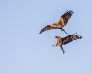 Fight in Mid Air Black Kites
