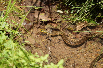 水の中を移動するヤマカガシ