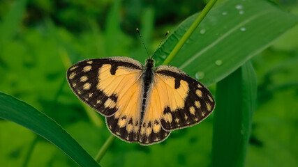Obraz premium butterfly on a grass.