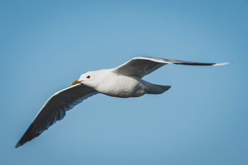 Möwen am Meer