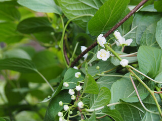 Branch of the actinidia kolomikta shrub with white flowers in the spring garden. Fruit vine blooming. Beautiful ornamental plant with variegated leaves for garden, park decoration