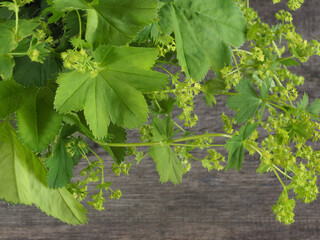 Fresh leaves with yellow flowers of lady's mantle herb on a wooden table, flat layout. Medicinal...