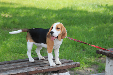 beagle dog for a walk in the city park