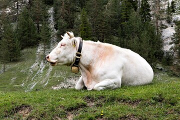 Ein Rind der Rasse Charolais mit Kuhglocke auf einer Alm