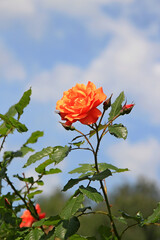 view in a picturesque corner of the Kiev Botanical Garden