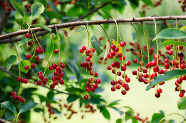 A bunch of berries of a red bird cherry on a tree branch with green leaves - 441129243