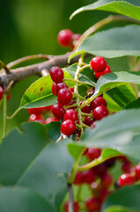 A bunch of berries of a red bird cherry on a tree branch with green leaves - 441129248