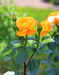 view in a picturesque corner of the Kiev Botanical Garden