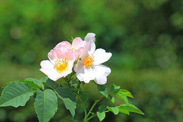 view in a picturesque corner of the Kiev Botanical Garden