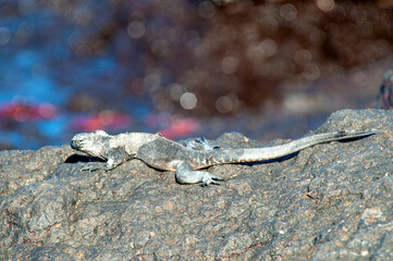 Marine Iguana, Amblyrhynchus cristatus