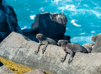 Marine Iguana, Amblyrhynchus cristatus
