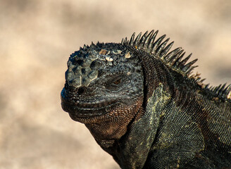 Marine Iguana, Amblyrhynchus cristatus