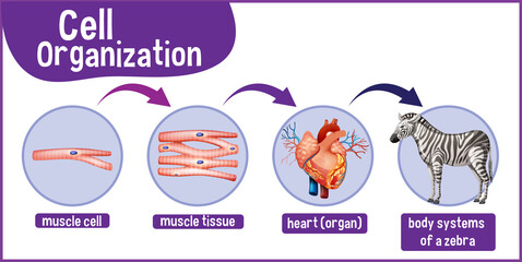 Diagram showing cell organization in a zebra