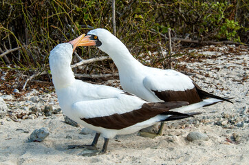 Obraz premium Nazca Booby, Sula granti