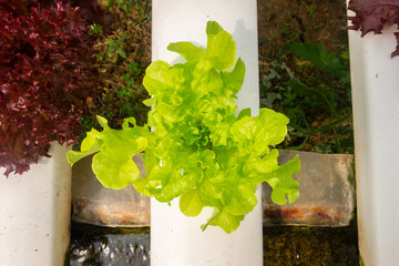 Top view of assorted kitchen garden vegetables and fresh salad greens neatly arranged, highlighting...