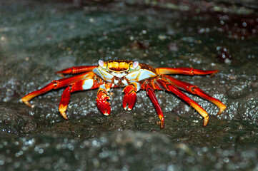 Sally lightfoot Crab, Grapsus grapsus