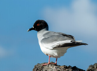 Swallow-tailed Gull, Creagrus furcatus
