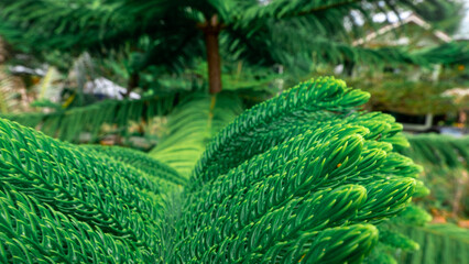 Beautiful green plant in the garden with vibrant leaves forming a natural pattern. A lush,...