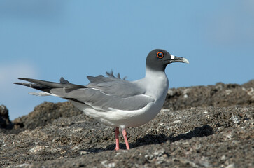 Swallow-tailed Gull, Creagrus furcatus