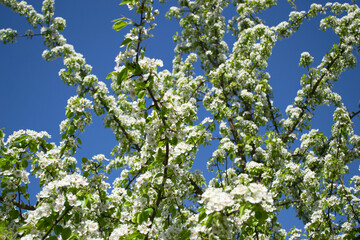 Blooming pear in spring with defocused background