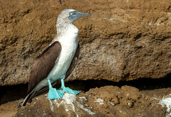 Blue-footed Booby, Sula nebouxii