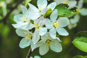 apple-tree flowers in spring in the garden on a background of green leaves.