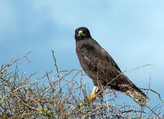Galapagos Hawk, Buteo galapagoensis