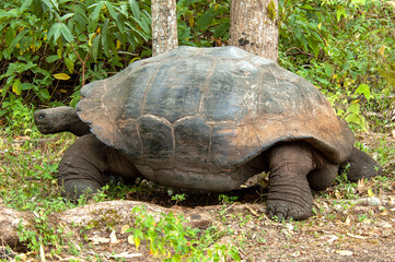 Galapagos Giant Tortoise, Chelonoidis Chelonoidis donfaustoi