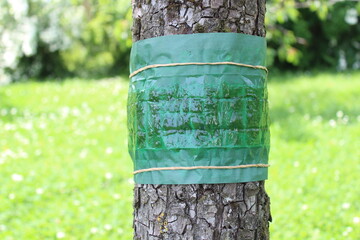 Leimring an einem Baum	
