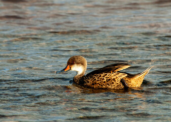White-cheeked or Galapagos Pintail, Anas bahamensis