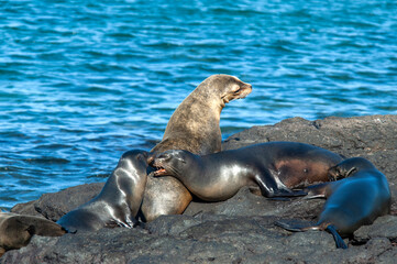 Fototapeta premium Galápagos sea lion, Zalophus wollebaeki