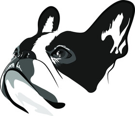 Shorthaired French Bulldog head vector illustration