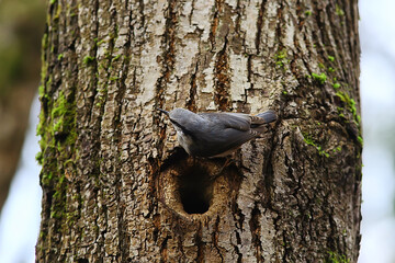 nuthatch at the hollow, little forest bird nest, spring in the wild nature