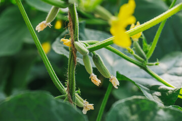 Small cucumbers grow in a greenhouse. Gherkins with flowers close-up. Vegetable crops.