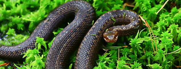 snake viper in the swamp, reptile in the wild, poisonous dangerous animal, wildlife