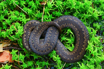 snake viper in the swamp, reptile in the wild, poisonous dangerous animal, wildlife