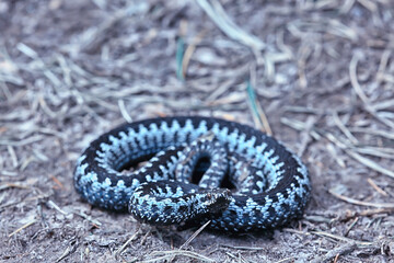 blue european viper, striped venomous dangerous snake nature wild