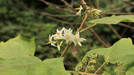 A bunch of white turkey berry flowers with leaves and stem, also called as pea eggplant