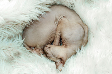 Canadian hairless sphynx cat is fast asleep, curled up in a ball.