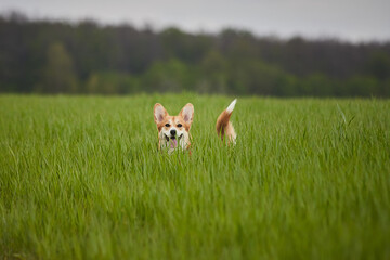 Happy Welsh Corgi Pembroke dog playing with puller in the spring field