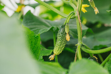 Small cucumbers grow in a greenhouse. Gherkins with flowers close-up. Vegetable crops.