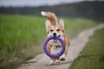 Happy Welsh Corgi Pembroke dog playing with puller in the spring field