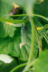 Small cucumbers grow in a greenhouse. Gherkins with flowers close-up. Vegetable crops.