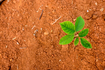 Close-up of dry orange soil with a cracked texture, showcasing the arid conditions and natural...