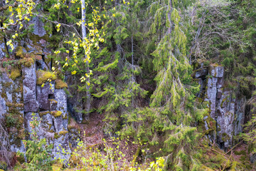 Rock face in a forest ravine